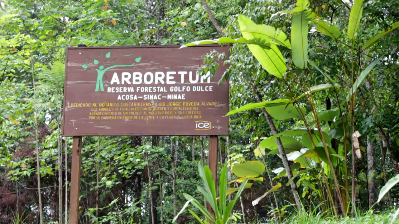 Conozca El Sendero Arboretum En La Reserva Forestal Golfo Dulce – CRC 891