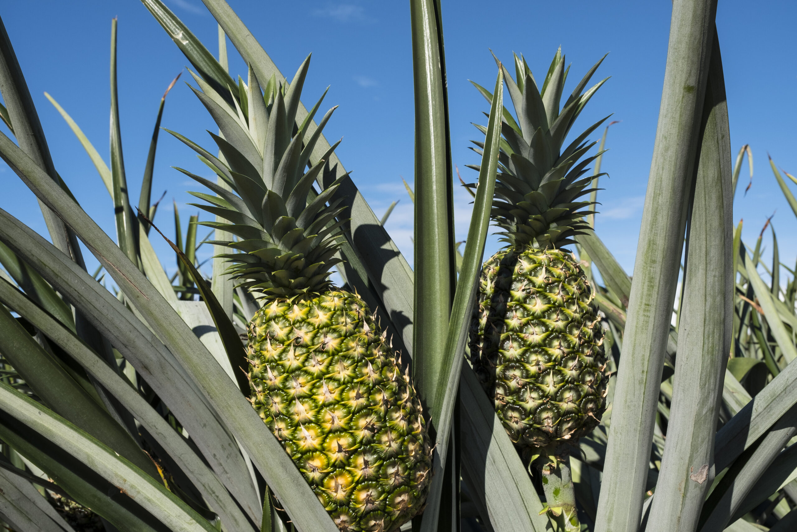 Piña de Costa Rica participa en premio mundial de sostenibilidad - CRC 891